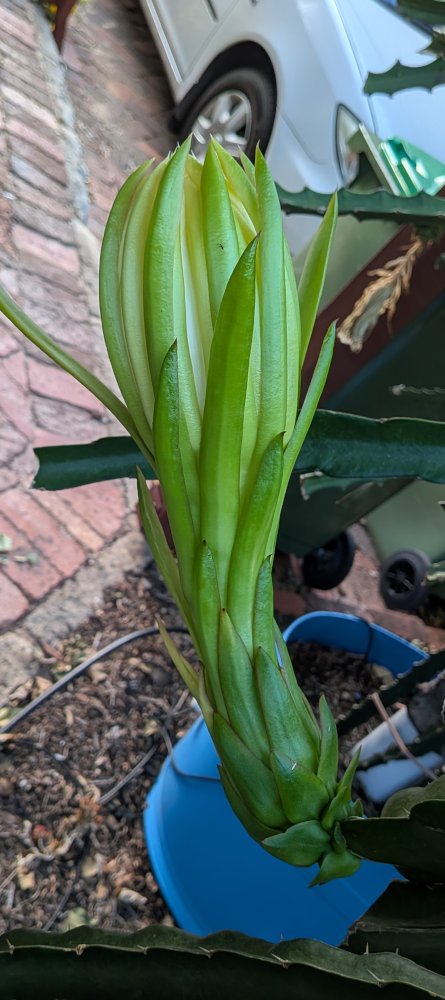 Buds about to open
